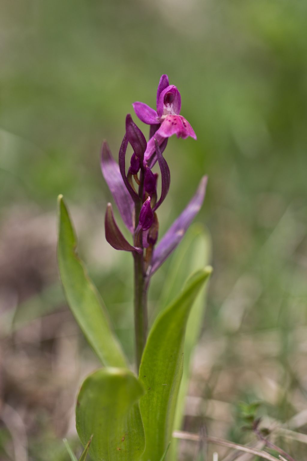 Dactylorhiza sambucina e Orchis militaris